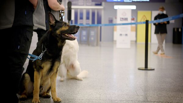 芬兰赫尔辛基机场使用嗅探犬检查乘客是否感染新冠病毒 - 俄罗斯卫星通讯社