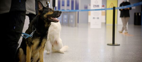 芬蘭赫爾辛基機場使用嗅探犬檢查乘客是否感染新冠病毒 - 俄羅斯衛星通訊社