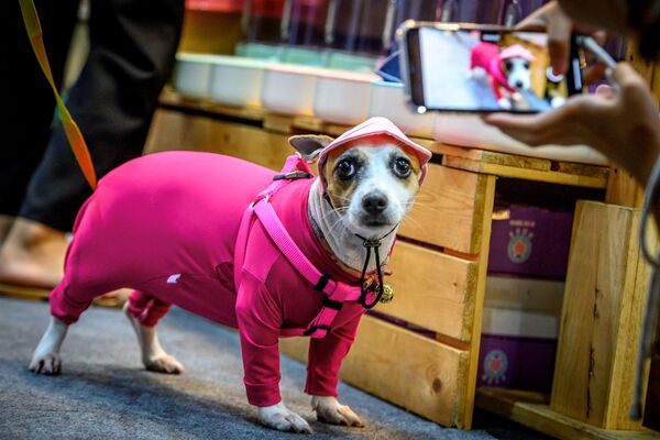 Собака, одетая в пижаму на Pet Expo Thailand 2020 в Бангкоке - 俄羅斯衛星通訊社