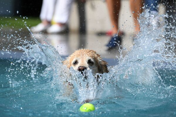 Собака плывет за мячиком в бассейне - 俄罗斯卫星通讯社