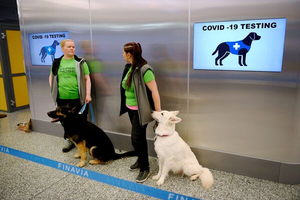 Служащие в аэропорту Хельсинки с собаками, способными обнаруживать коронавирус в пробах пассажиров - 俄罗斯卫星通讯社