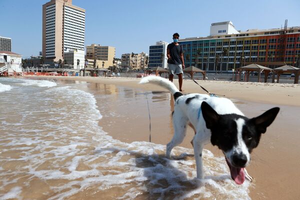 Горожанин выгуливает собаку на пляже в Тель-Авиве, Израиль - 俄羅斯衛星通訊社