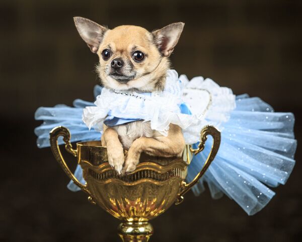 Собака чихуахуа Долли, одетая как Алиса в стране чудес, во время конкурса собак Furbabies в Токвите, Северный Йоркшир - 俄罗斯卫星通讯社