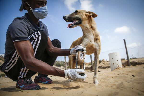 Палестинский волонтер общества ухода за животными  протягивает собаке-инвалиду новый протез, Газа - 俄羅斯衛星通訊社