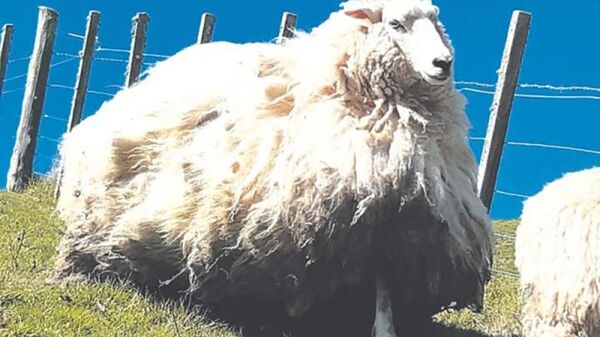 Овца Shrek 2, пойманная в Новой Зеландии - 俄罗斯卫星通讯社