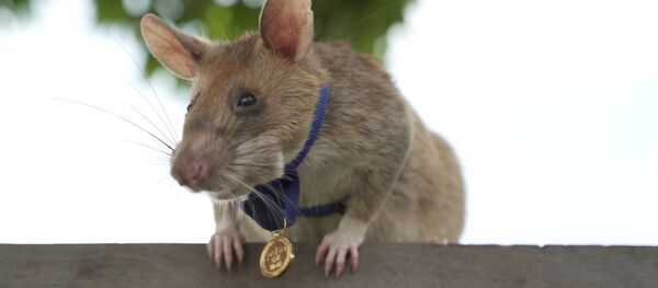 Крысу наградили медалью за храбрость при поиске мин Крысу наградили медалью за храбрость при поиске мин - 俄羅斯衛星通訊社