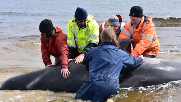 澳大利亚90多头搁浅的领航鲸获救 - 俄罗斯卫星通讯社