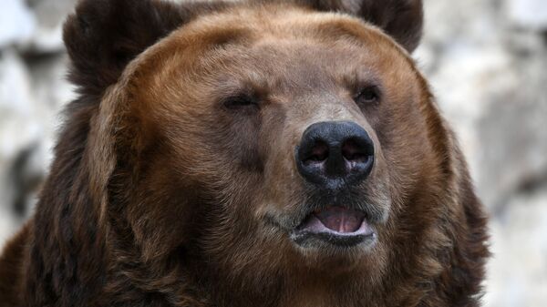  Бурый медведь - 俄罗斯卫星通讯社