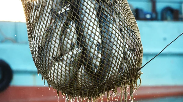 日媒：日俄签署北海道周边鲑鱼和鳟鱼渔获量协议