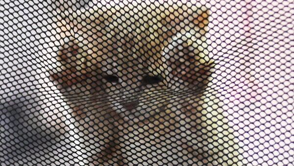Котенок в переноске на выставке КоШарики Шоу в Сокольниках - 俄罗斯卫星通讯社