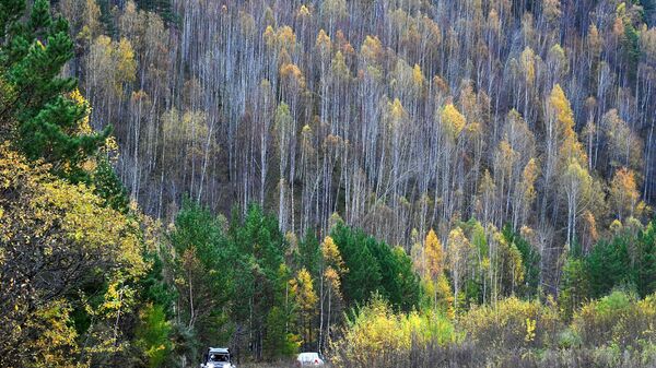 俄林业局：2023年俄罗斯计划修复逾140万公顷森林 - 俄罗斯卫星通讯社