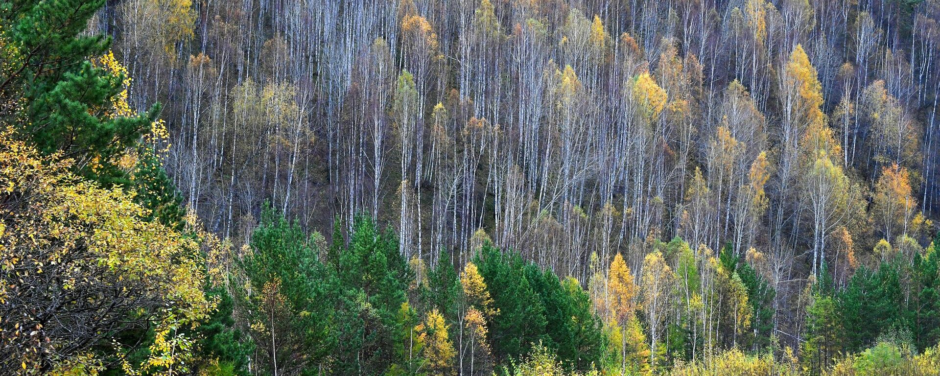 俄林業局：2023年俄羅斯計劃修復逾140萬公頃森林 - 俄羅斯衛星通訊社, 1920, 21.03.2023