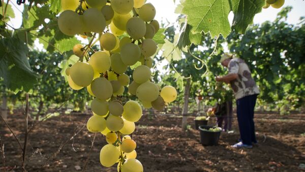 Сбор винограда на винограднике агрофирмы Сады Бахчисарая в Крыму - 俄羅斯衛星通訊社
