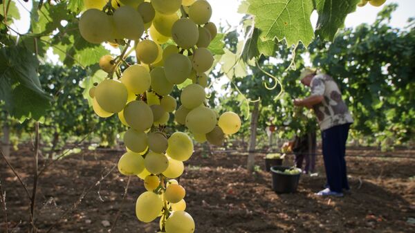 Сбор винограда на винограднике агрофирмы Сады Бахчисарая в Крыму - 俄羅斯衛星通訊社
