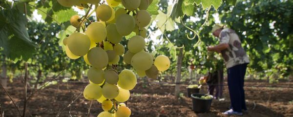 農學家指出葡萄何時對健康有害 - 俄羅斯衛星通訊社