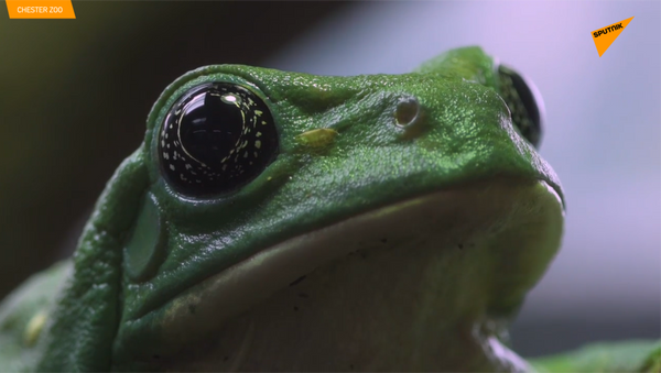 罕見的綠色青蛙 - 俄羅斯衛星通訊社