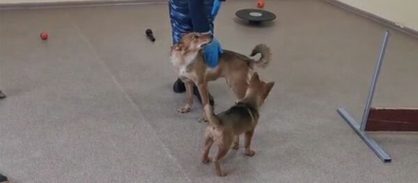 Собака породы шалайка, способная распознать коронавирус - 俄罗斯卫星通讯社