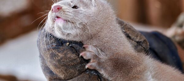 丹麥因新冠病毒傳播風險撲殺約百萬水貂 - 俄羅斯衛星通訊社