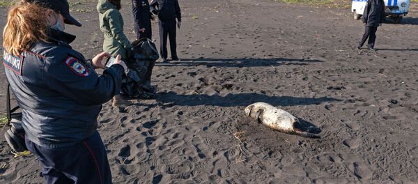 Сотрудники УМВД Камчатского края фотографирует погибшую ларгу во время оперативно-разыскных мероприятий на месте предполагаемого происшествия на Халактырском пляже на Камчатке Сотрудники УМВД Камчатского края фотографирует погибшую ларгу во время оперативно-разыскных мероприятий на месте предполагаемого происшествия на Халактырском пляже на Камчатке - 俄罗斯卫星通讯社