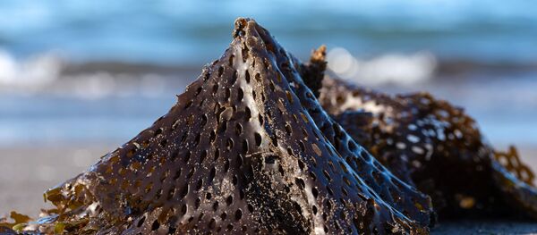 多名遊客前往堪察加受污染海岸後出現角膜燒傷 - 俄羅斯衛星通訊社