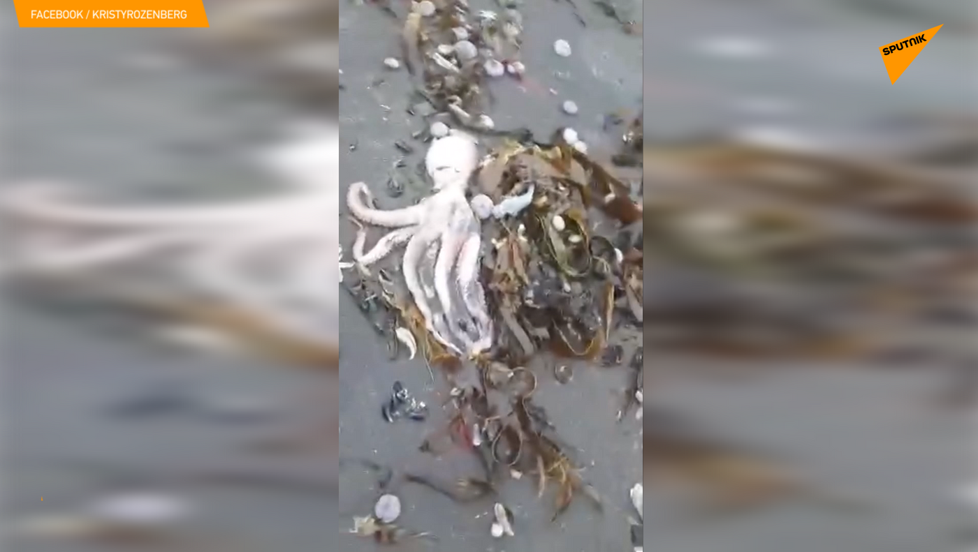 印尼海岸发现9.5米长抹香鲸尸体 腹中12斤塑料垃圾