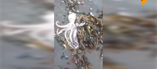 大規模海洋生物死亡：堪察加海岸的生態災難 - 俄羅斯衛星通訊社