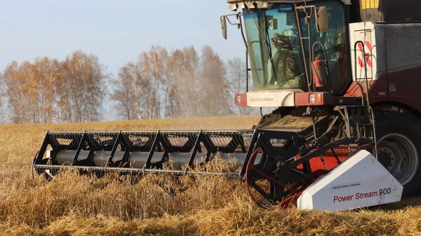 Комбайн убирает урожай овса на поле - 俄罗斯卫星通讯社