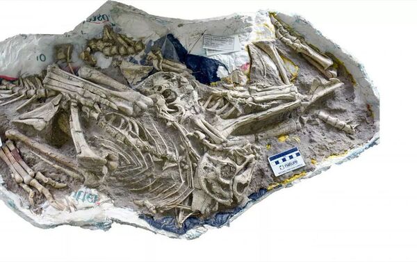 一起發現的三具Oksoko avarsan 恐龍骨骼 - 俄羅斯衛星通訊社
