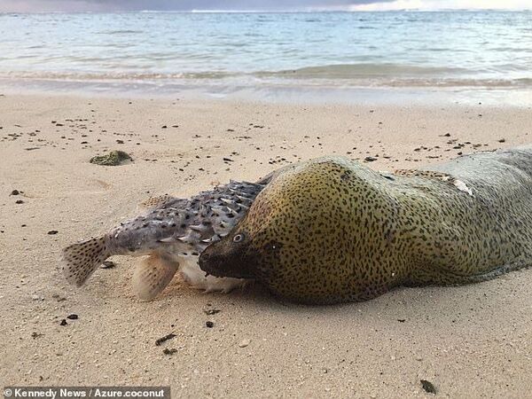 致命魨魚：鰻魚試圖吞下致命魨魚遭魨魚在嘴裡膨脹而亡 （圖片） - 俄羅斯衛星通訊社