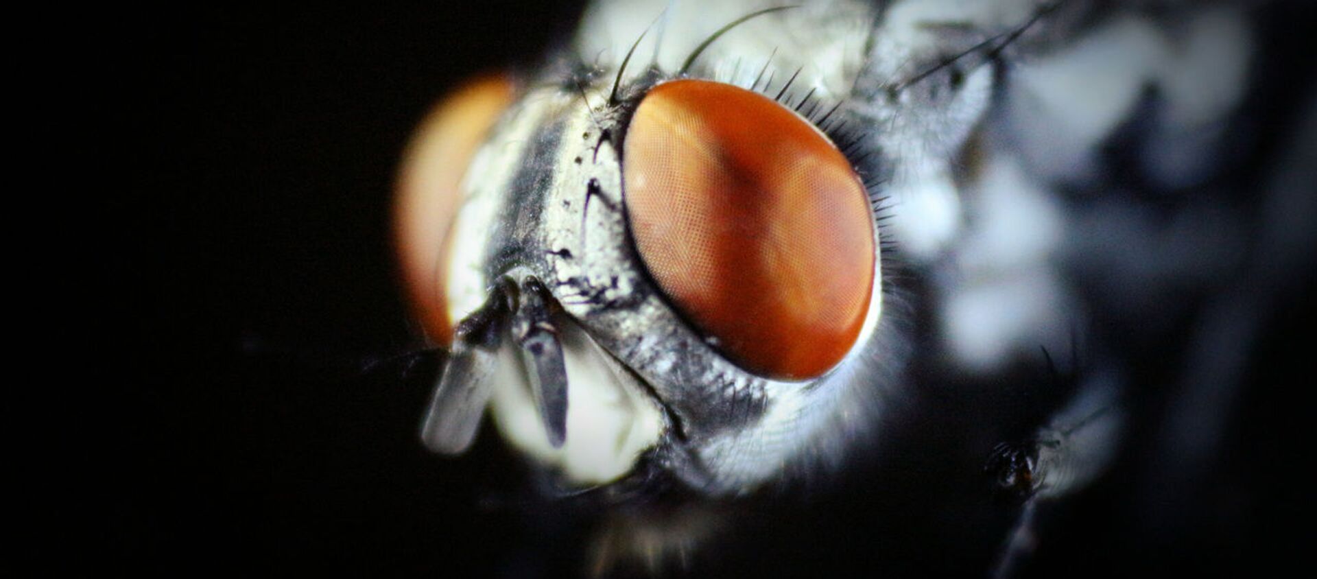 Drosophila melanogaster - 俄羅斯衛星通訊社, 1920, 09.10.2020