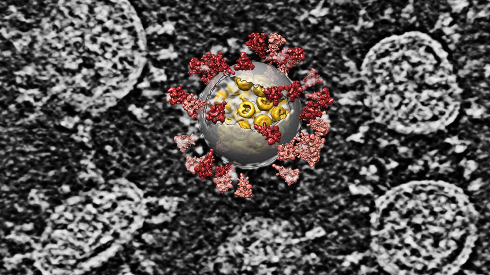 Наложение компьютерной реконструкции на изображение вирусов SARS-CoV-2 - 俄罗斯卫星通讯社, 1920, 04.11.2021