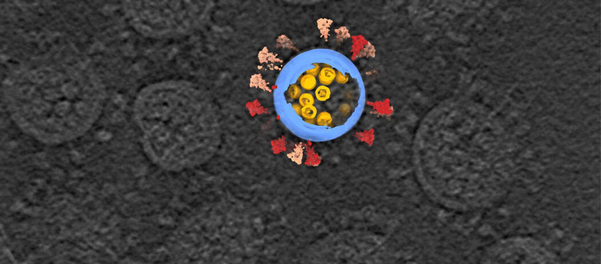 Крио-электронное томографическое изображение вирусов SARS-CoV-2 - 俄羅斯衛星通訊社, 1920, 25.09.2021