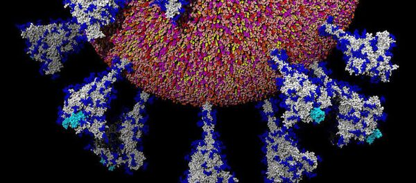 Вхождение коронавируса в клетку человека  - 俄罗斯卫星通讯社