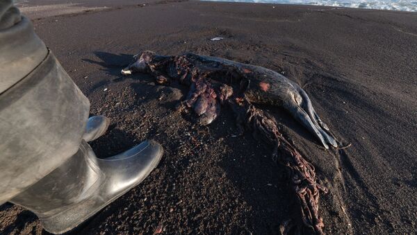 Погибшая ларга, выброшенная на берег Халактырского пляжа на полуострове Камчатка - 俄罗斯卫星通讯社