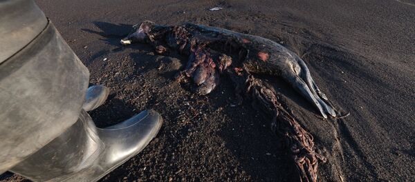 Погибшая ларга, выброшенная на берег Халактырского пляжа на полуострове Камчатка - 俄罗斯卫星通讯社