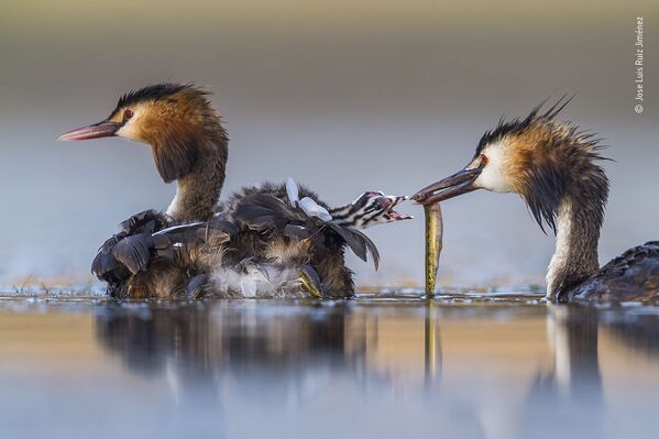 《Great crested sunrise》，西班牙攝影師Jose Luis Ruiz Jiménez，“鳥類”組冠軍 - 俄羅斯衛星通訊社