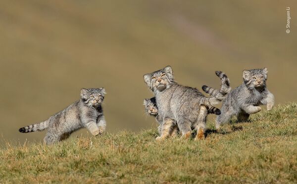 《When mother says run》，中国摄影师Shanyuan Li，“哺乳动物”组冠军 - 俄罗斯卫星通讯社