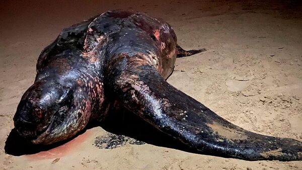 Труп гигантской кожистой черепахи, выброшенный на берег в австралийском городе Мермейд Бич, Австралия - 俄羅斯衛星通訊社