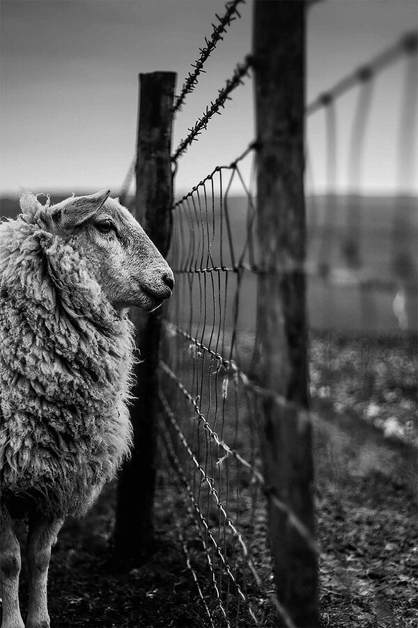 Снимок Counting Sheep фотографа Joshua Elphick, победивший в категории Overall Youth LPOTY конкурса Landscape Photographer of the Year 2020 - 俄罗斯卫星通讯社