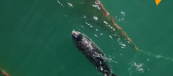 環斑海豹從漁民那裡偷魚 環斑海豹從漁民那裡偷魚 - 俄羅斯衛星通訊社