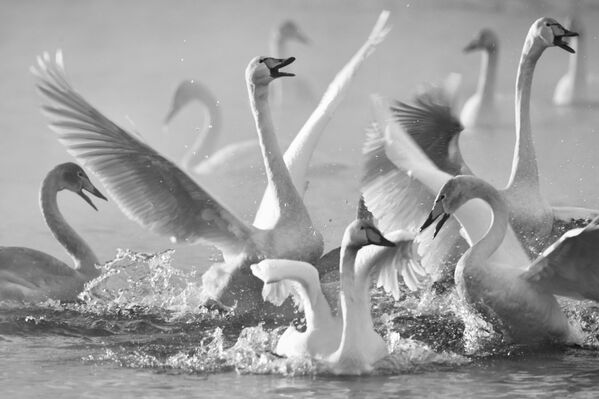 生活里的天鹅童话：摄影师弗拉基米尔·维亚特金的创作 - 俄罗斯卫星通讯社
