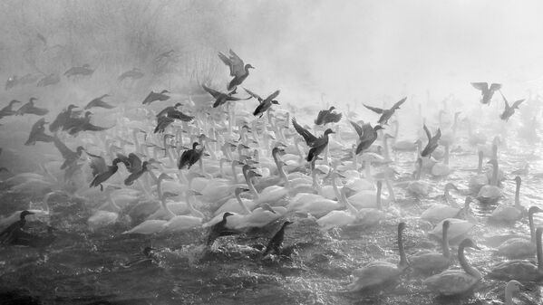生活里的天鹅童话：摄影师弗拉基米尔·维亚特金的创作 - 俄罗斯卫星通讯社