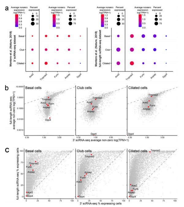 莫大科學家：乾細胞可被新冠病毒感染 - 俄羅斯衛星通訊社