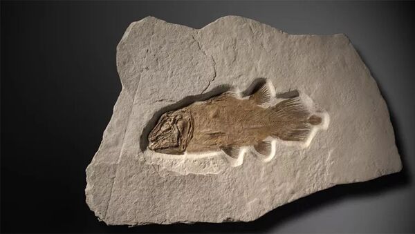 Окаменелость древней рыбы, жившей 200 миллионов лет назад. - 俄罗斯卫星通讯社