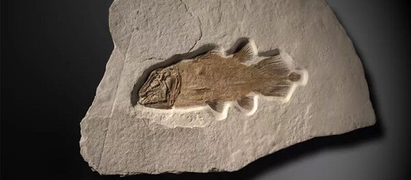 Окаменелость древней рыбы, жившей 200 миллионов лет назад. - 俄罗斯卫星通讯社