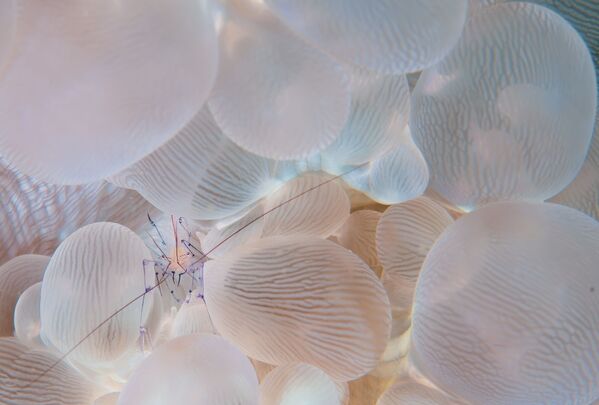 Снимок In the bubble японского фотографа  Atsushi Adachi, победивший среди профессионалов в категории Nature/Underwater конкурса International Photography Awards 2020 - 俄羅斯衛星通訊社