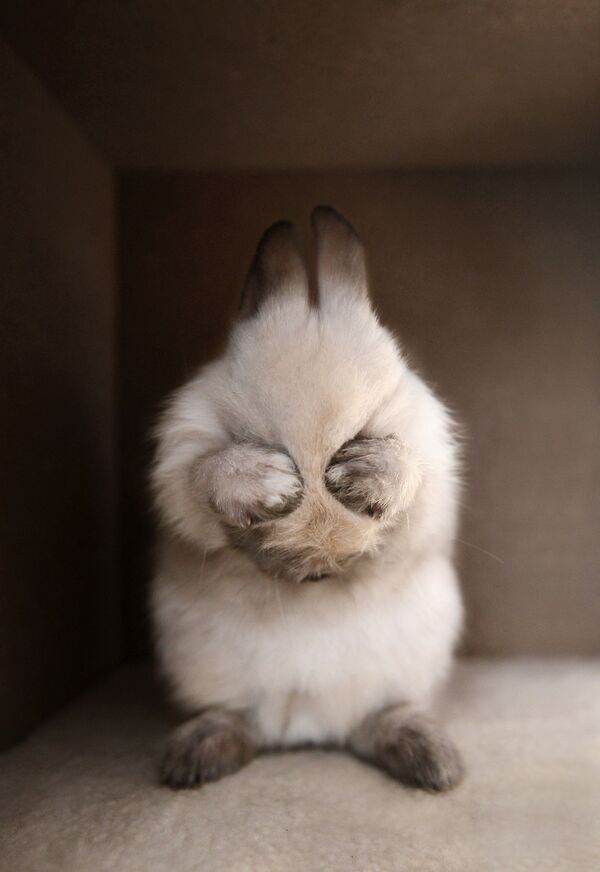 Снимок Rabbit with eyes covered китайского фотографа Tianhang Zhang, ставший вторым среди профессионалов в категории Special/Pets конкурса International Photography Awards 2020 - 俄羅斯衛星通訊社
