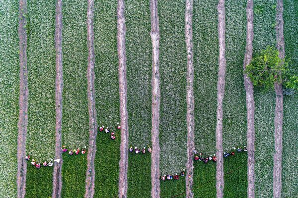Снимок Women Harvesting Chamomile  иранского фотографа Kaveh Seyedahmadian, ставший вторым среди профессионалов в категории Nature/Aerial / Drone конкурса International Photography Awards 2020 - 俄罗斯卫星通讯社