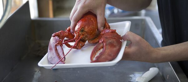 Лобстер - 俄罗斯卫星通讯社