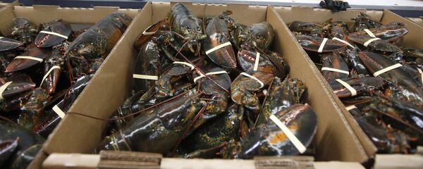 Лобстеры в контейнерах - 俄罗斯卫星通讯社